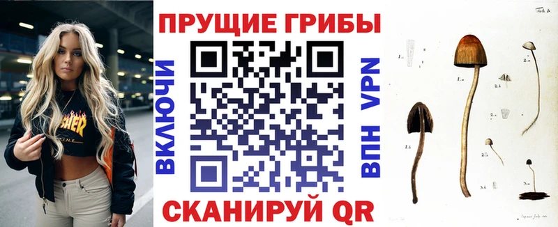 Галлюциногенные грибы Psilocybe  сколько стоит  Касимов 